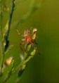 /album/arachnida/alpaida-veniliae-m-1-jpg/
